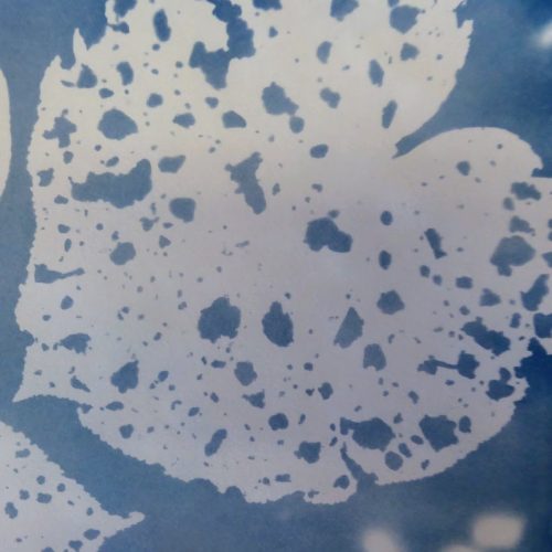 Leaf Studies in Print - cyanotype of Cottonwood Tree leaf