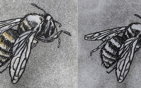 Drypoint Intaglio Bees by Sandra Pearce