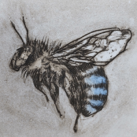 Drypoint Intaglio Bees by Sandra Pearce