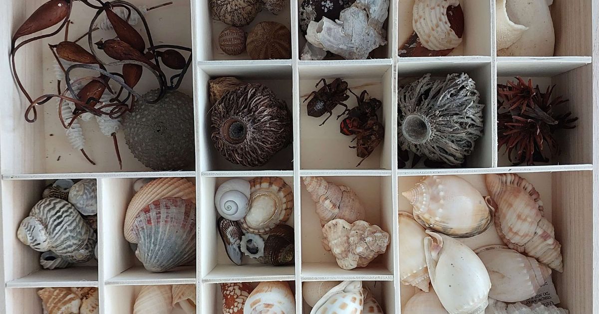 Wooden box of natural objects collected from the beach