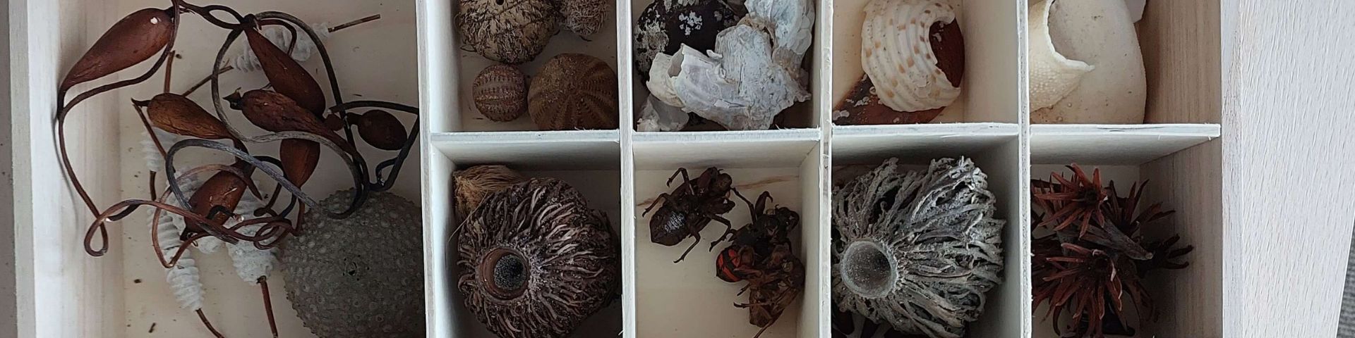 Wooden box of natural objects collected from the beach