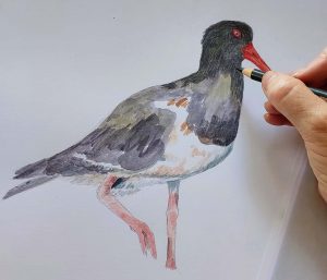 Pied Oystercatcher drawing in progress