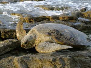 Green Turtle stuck on rocks, waiting for tide to come in