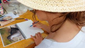Zoe demonstrating drawing a Shearwater